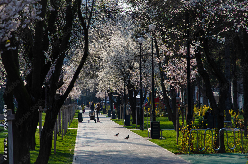 Fototapeta premium alley in the park
