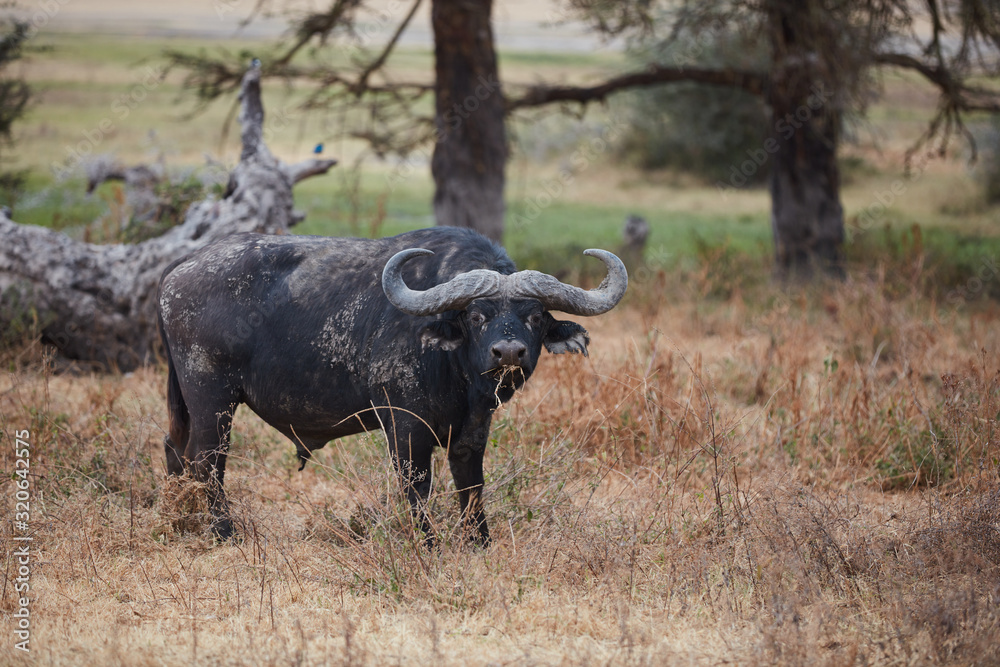 buffalo in field buffalo in field