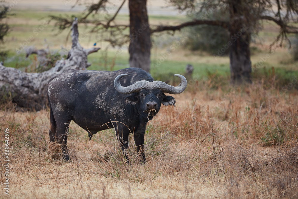 buffalo in field