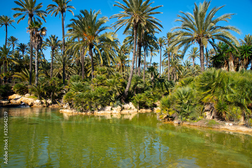 Lush palm grove in warm weather Countless tall palm trees fill the entire country next to the lakes