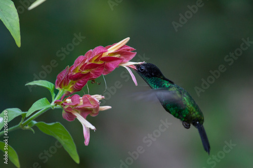Wimpelschwanz Kolibri in freier Natur schwebt  fliegt in der Luft und trinkt frist aus einer Blume