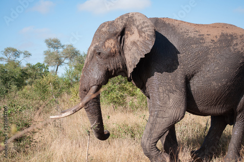 African Elefant Profile in Kruger National Park South Africa