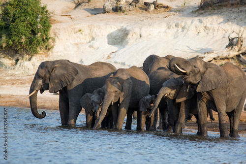 elephants in water