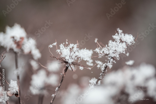 Schneeflocken © Stephanie