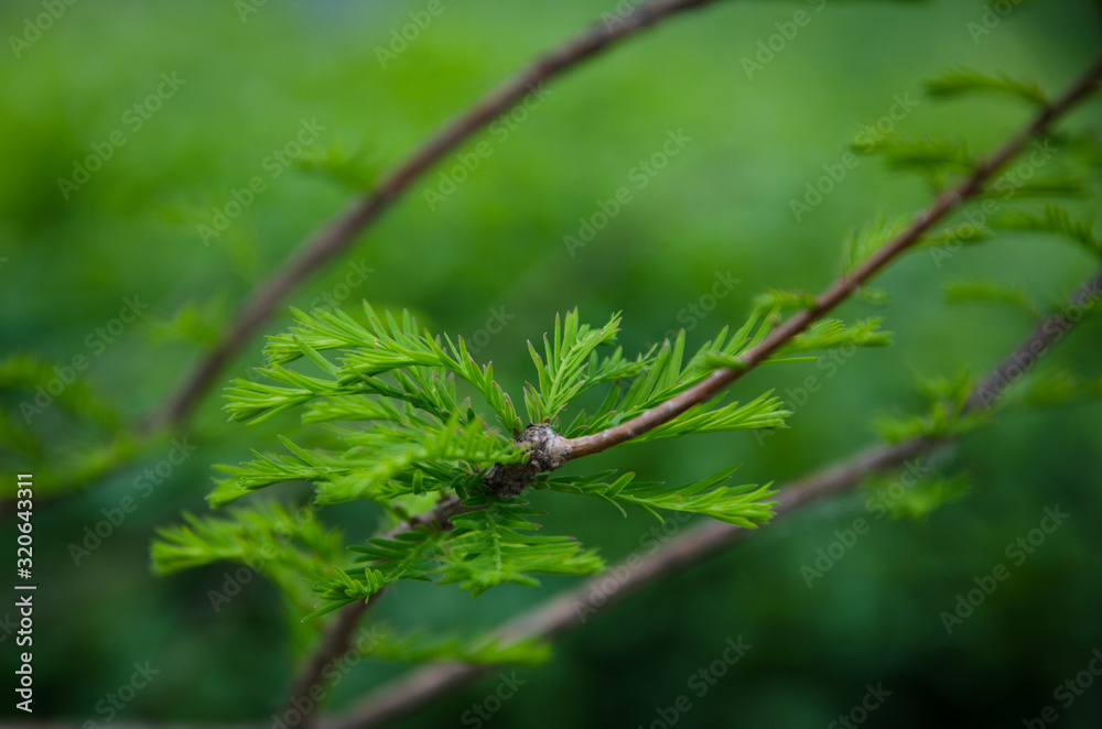 green leaf on tree green leaf on tree