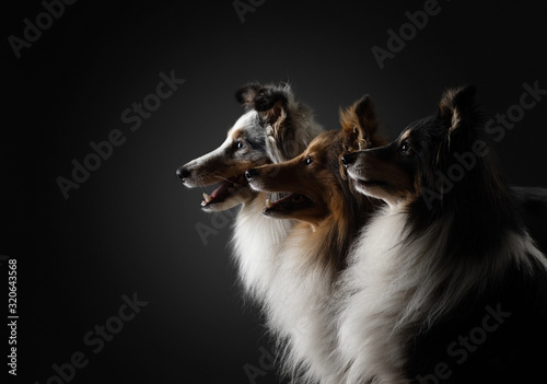 three dogs in silhouette light. Sheltie in a photo studio on a dark background. beautiful pet
