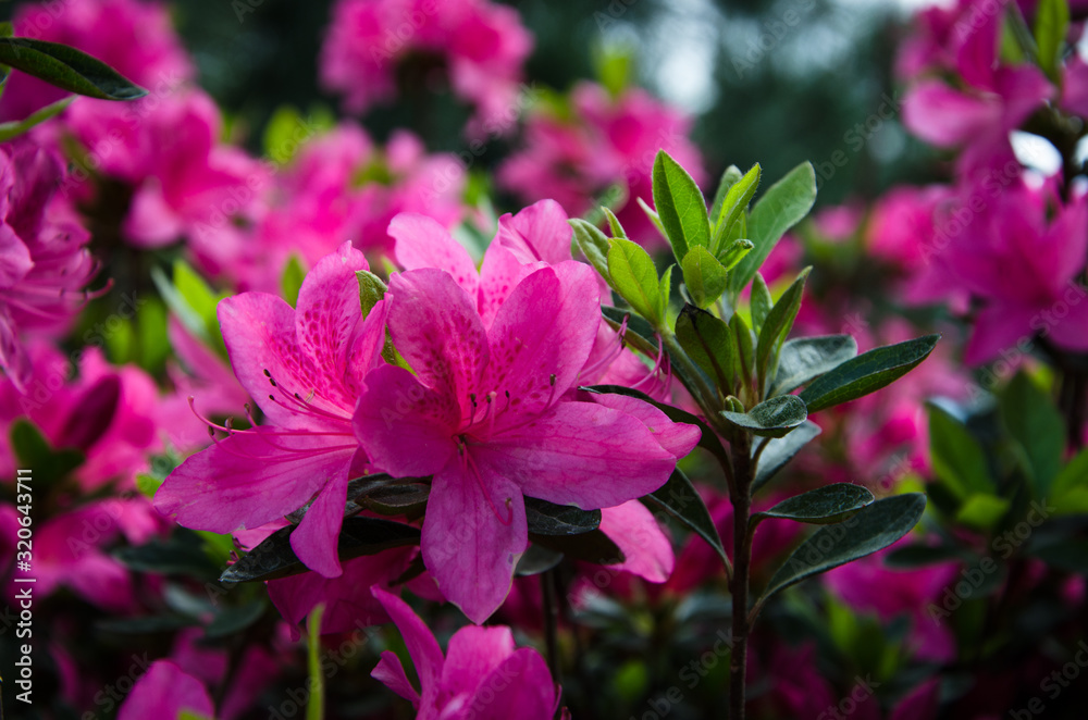 pink flower pink flower