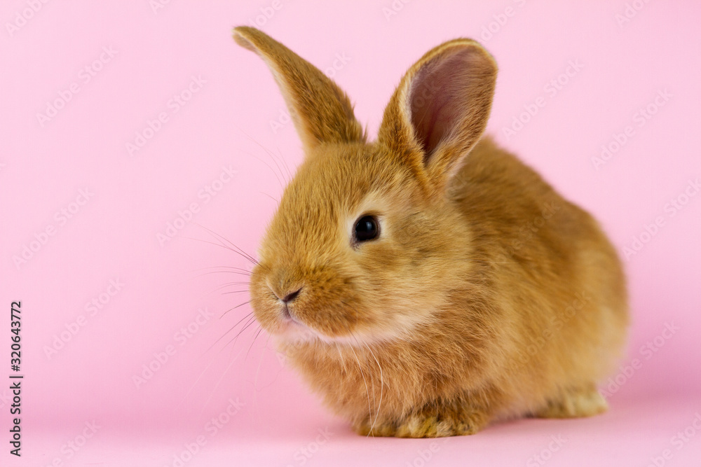 Little fluffy rabbit on pink pastel color by Easter, Easter Bunny. Concept for spring holidays.