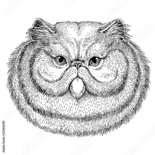 Cat. Wild animal for tattoo, nursery poster, children tee, clothing, posters, emblem, badge, logo, patch