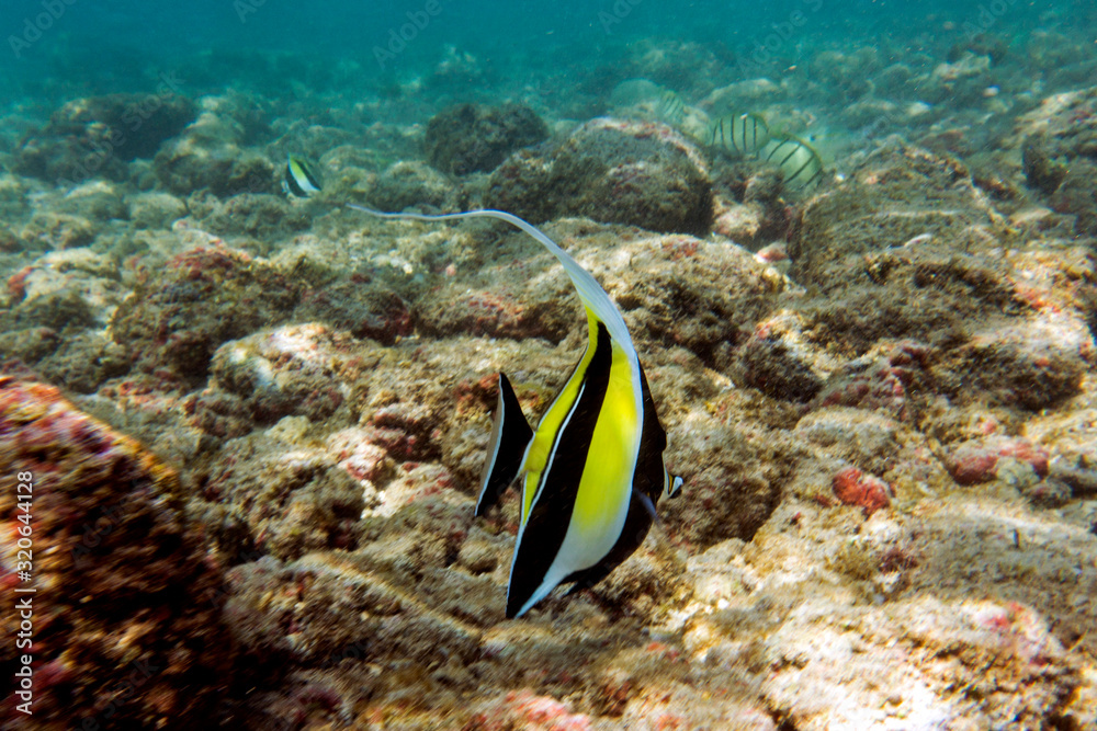 Tropical fish swimming in the sea in Poipu, Kuaui