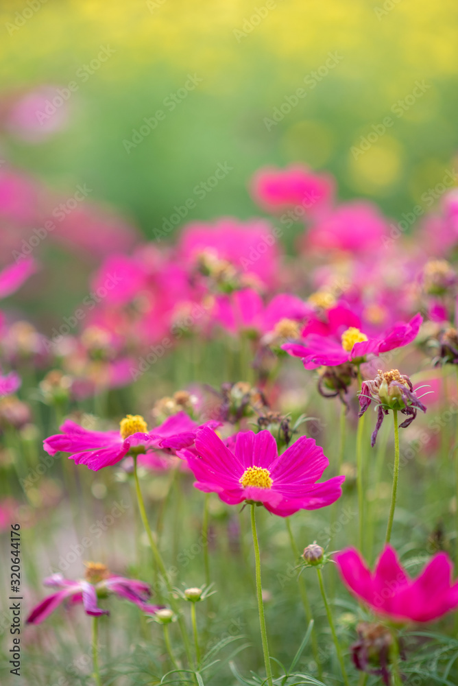 Pink flowers and green leaves have beautiful green main scenes.