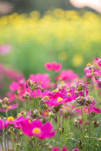 Pink flowers and green leaves have beautiful green main scenes. © Wutthichai