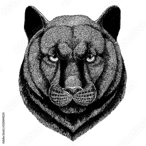 Panther, Puma, Cougar. Wild animal for tattoo, nursery poster, children tee, clothing, posters, emblem, badge, logo, patch