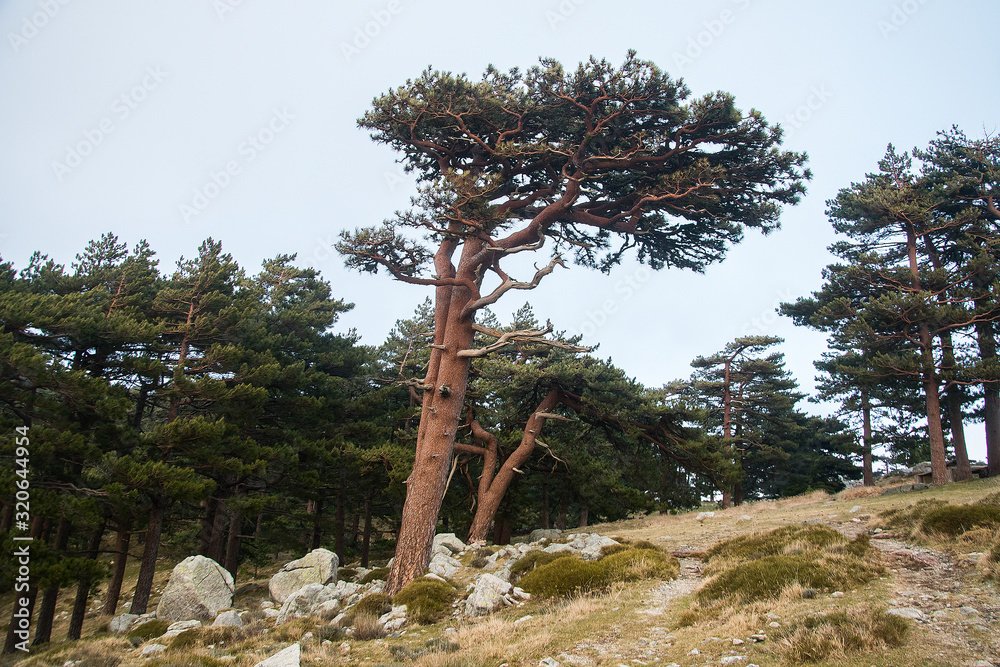 bavella corsica
