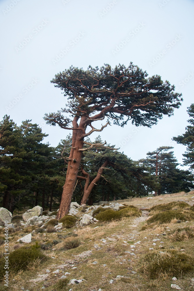 bavella corsica