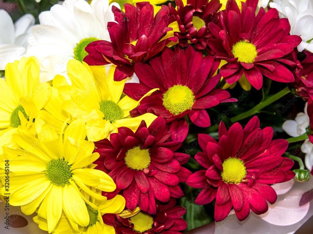 Red, white, yellow chrysanthemums in a bouquet for Valentine's Day. Selective focus.