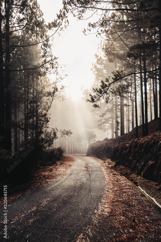 Fototapeta premium mysterious road in the middle of the forest with fog