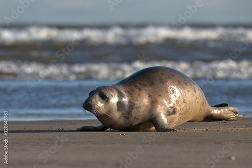 Common / Harbour seal on the Lincolnshire coast