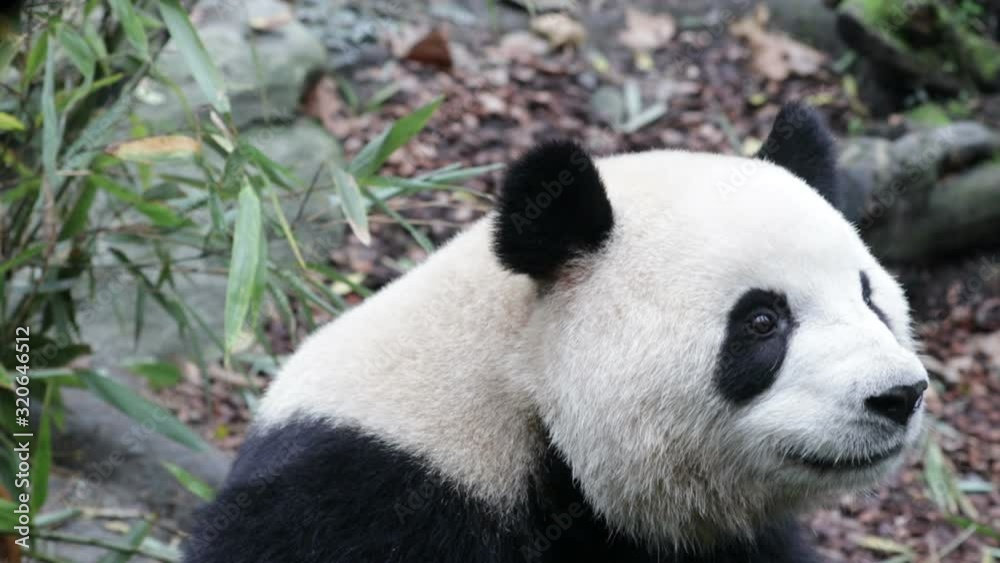 Funny Curious Giant Panda Funny Curious Giant Panda
