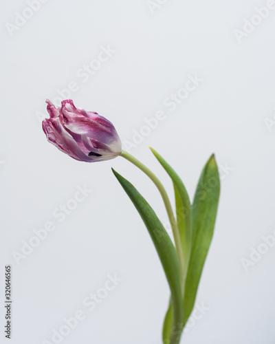 Tableau sur toile tulipani, appassiti, colore