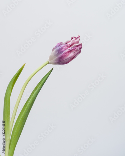 tulipani  appassiti  colore