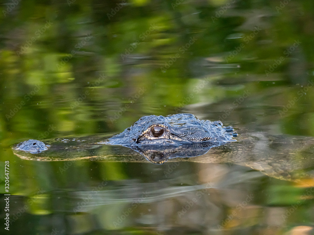 A wild American alligator (Alligator mississippiensis), at night in Shark Valley, Everglades National Park, Florida A wild American alligator (Alligator mississippiensis), at night in Shark Valley, Everglades National Park, Florida