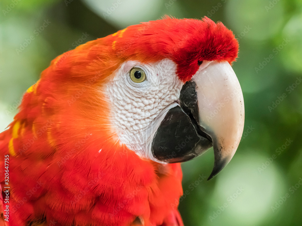Scarlet macaw (Ara macao), Amazon Rescue Center, Iquitos, Peru Stock Photo  | Adobe Stock
