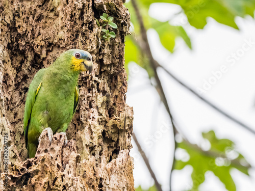 An adult orange-winged parrot (Amazona amazonica), in Iricahua Cano, Amazon Basin, Loreto, Peru photo