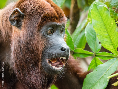 Adult male red howler monkey (Alouatta seniculus), in the village of San Francisco, Amazon Basin, Peru photo