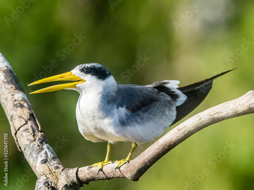Large-billed tern (Phaethusa simplex) perched on the Rio Yanayacu, Amazon Basin, Loreto, Peru photo