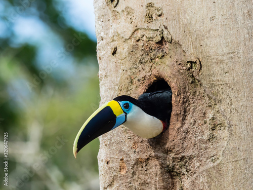 An adult white-throated toucan (Ramphastos tucanus), in Magdalena Creek, Amazon Basin, Loreto, Peru