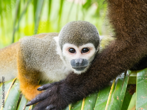 Adult common squirrel monkey (Saimiri sciureus), in San Francisco Village, Amazon Basin, Loreto, Peru photo