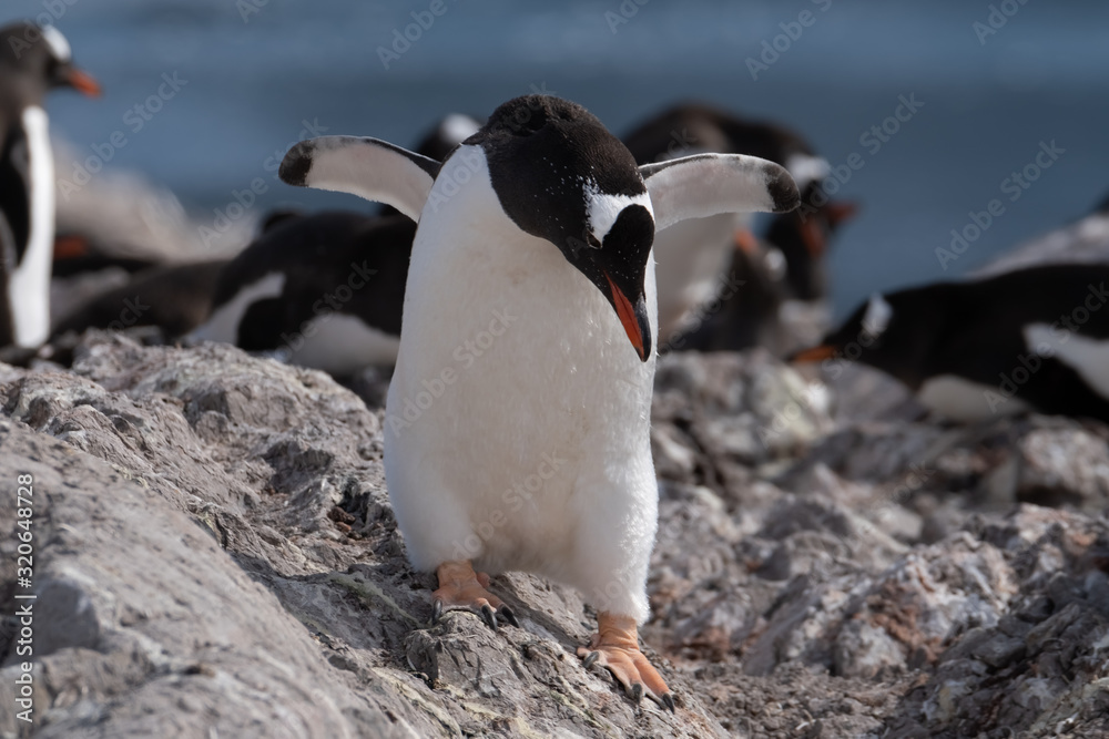 Fototapeta premium Closeup of a gentoo penguin, Neko Harbor, an inlet of the Antarctic Peninsula