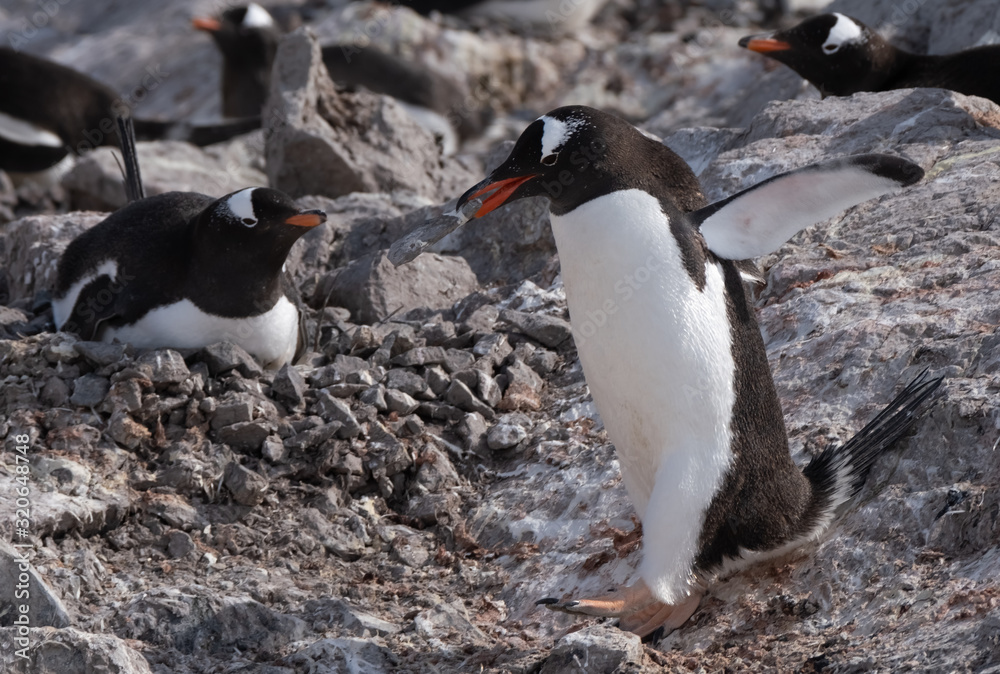 Fototapeta premium Beautiful Neko Harbor, an inlet of the Antarctic Peninsula
