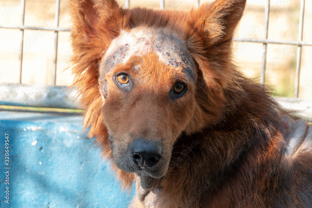 Obraz premium A Hurt dog