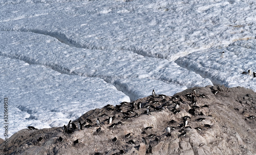 Gentoo penguin rookeries on top of dry rocky terrain. In the background several penguin highways leading to the beach. Neko Harbor, Antarctica © Luis