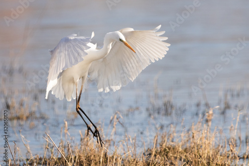 Great white egret landing photo