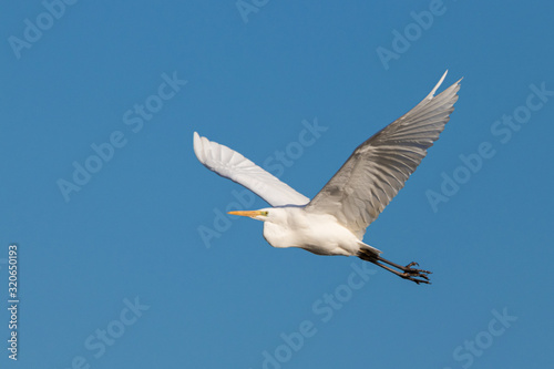 Flying great white egret