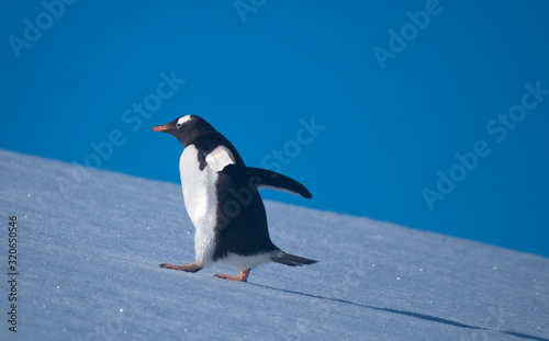 A gentoo penguin climbing snowy hills back to the rookery in Neko Harbor  a spectacular inlet of the Antarctic Peninsula