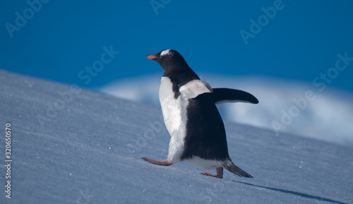 A gentoo penguin climbing snowy hills back to the rookery in Neko Harbor  a spectacular inlet of the Antarctic Peninsula