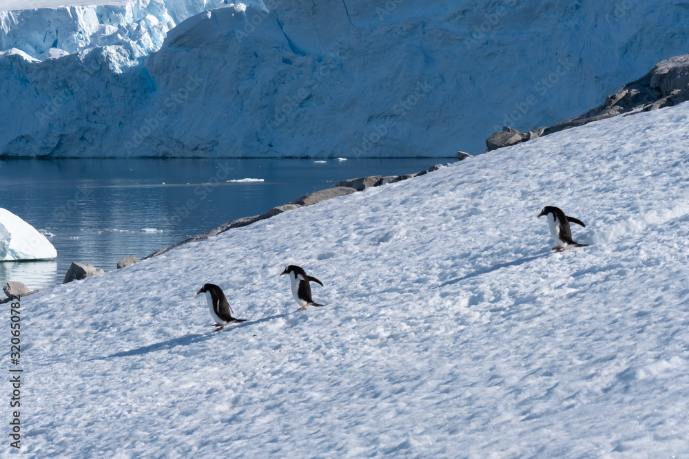 Gentoo penguins returning to the ocean to feed from their rookeries uphill. Neko Harbor, Antarctic Peninsula
