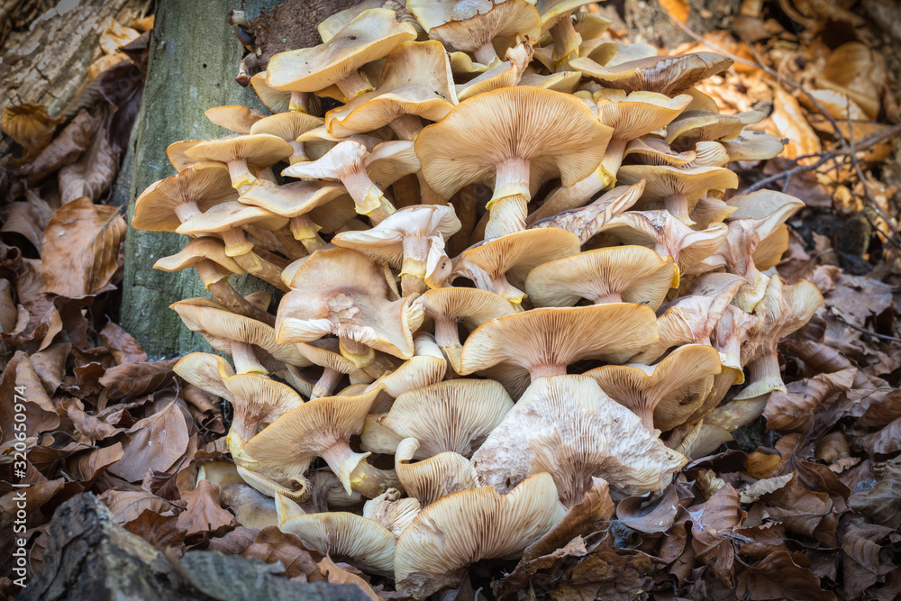bunch of Armillaria bunch of Armillaria