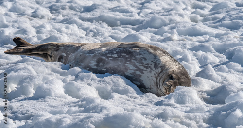 A Weddell seal relaxing on the snow on a sunny day in Neko Harbor, a beautiful inlet of the Antarctic Peninsula.