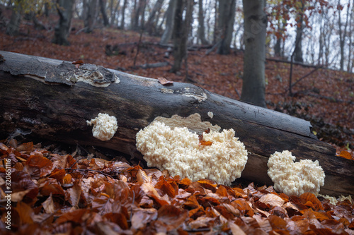 Hericium coralloides photo