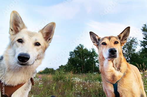 Obedient dogs resting in meadow in nature