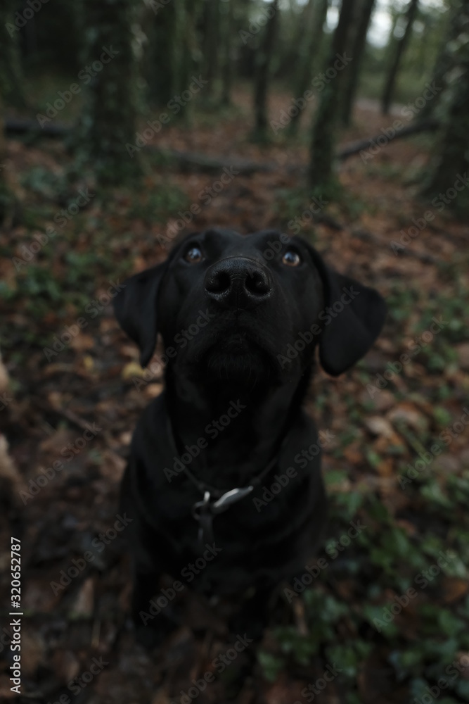 Black lab looking at the camera