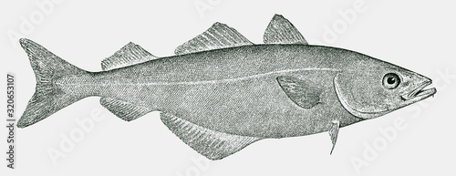 Saithe pollock pollachius virens, highly commercial food fish from Eastern Atlantic Ocean