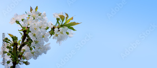 Blooming cherry tree branches with blue sky and sun.