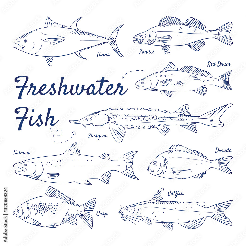 Doodle set of freshwater fish – Tuna, Zander, Red Drum, Sturgeon ...