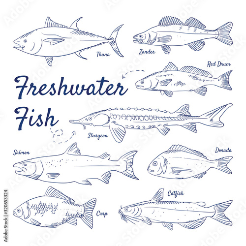 Doodle set of freshwater fish – Tuna, Zander, Red Drum, Sturgeon, Salmon, Dorada, Carp, Catfish, hand-drawn. Vector sketch illustration isolated over white background.